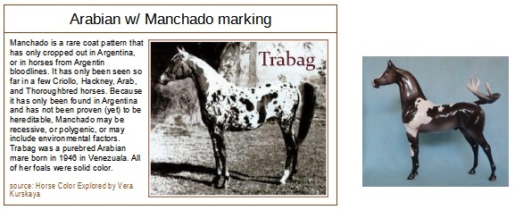 manchado Arabian