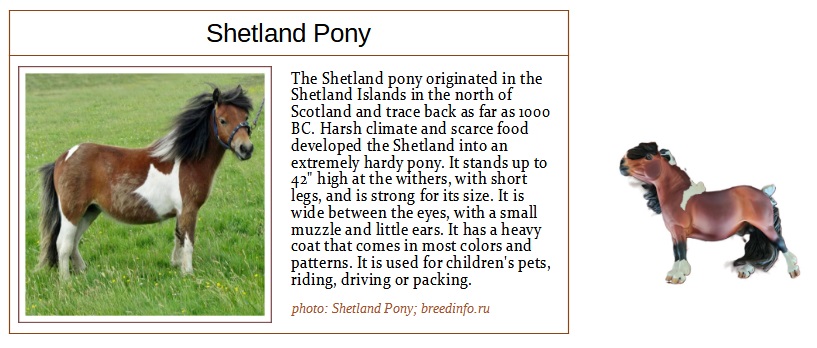 shetland pony